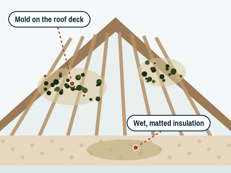 Attic interior showing mold on the underside of the roof deck and wet, matted insulation on the ceiling