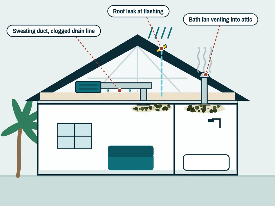Cross-section of a Florida home showing three common sources of ceiling mold: a roof leak at the flashing, a sweating air-conditioning duct over a clogged drain line, and a bathroom fan venting into the attic